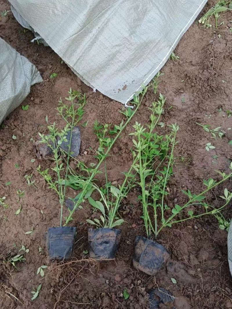 迎春花耐寒耐旱香气扑鼻布景花坛伟荣花卉苗木基地