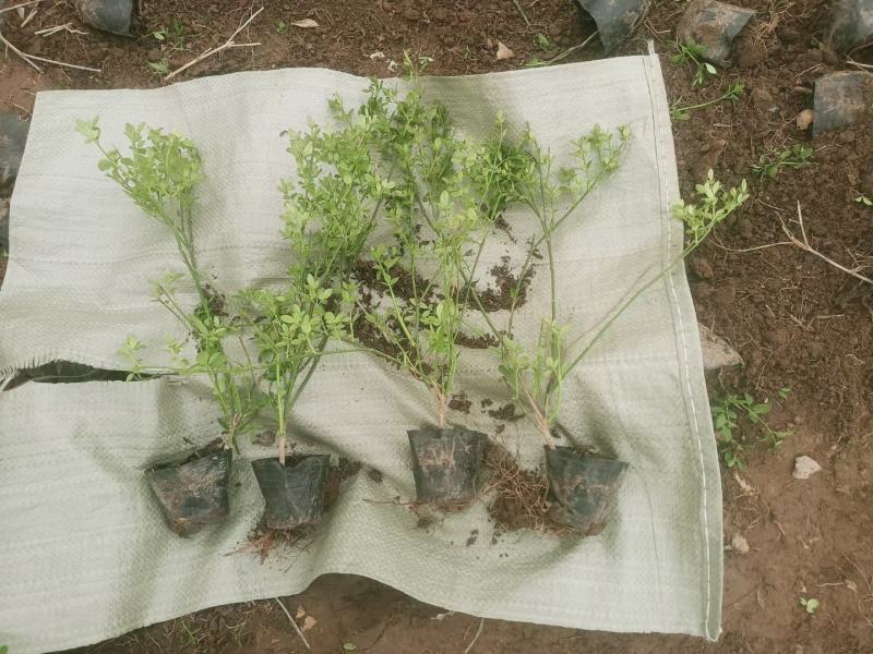 迎春花耐寒耐旱香气扑鼻布景花坛伟荣花卉苗木基地