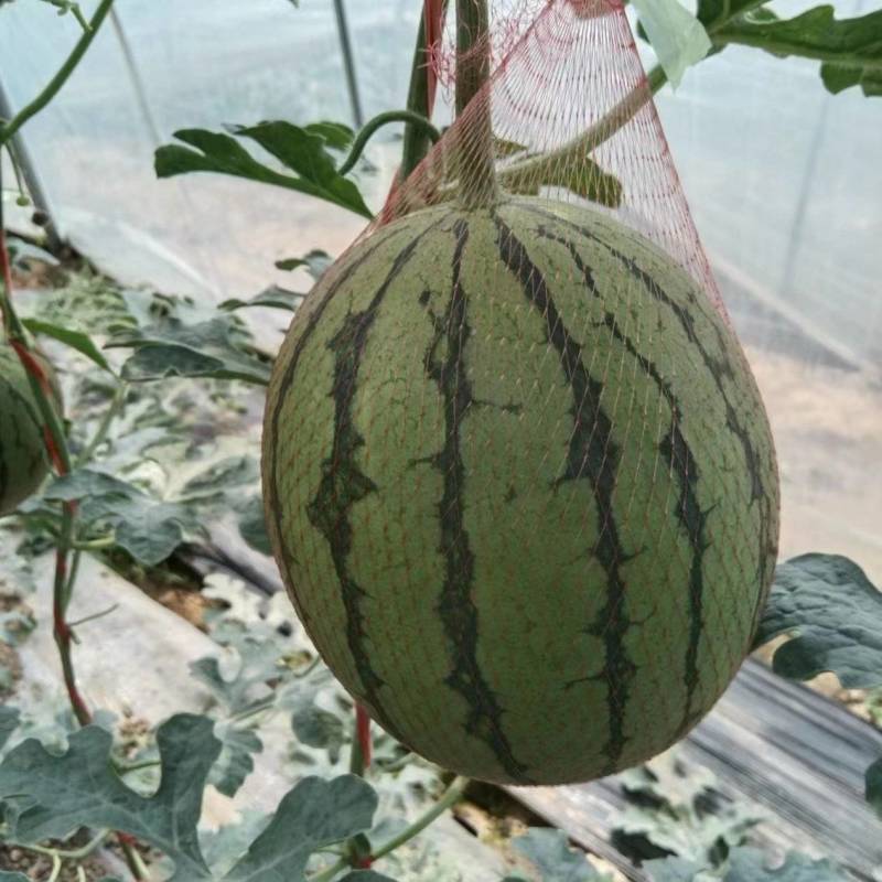【荐】陕西蒲城吊兰西瓜/吊篮西瓜/2k吊瓜/薄皮西瓜商超