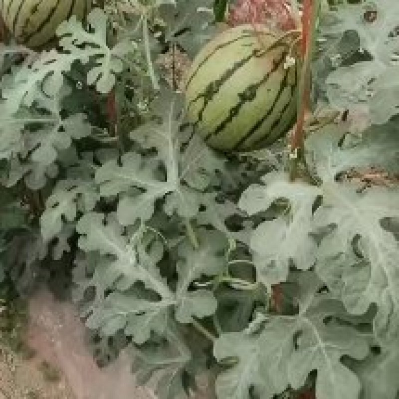 【荐】陕西蒲城吊兰西瓜/吊篮西瓜/2k吊瓜/薄皮西瓜商超