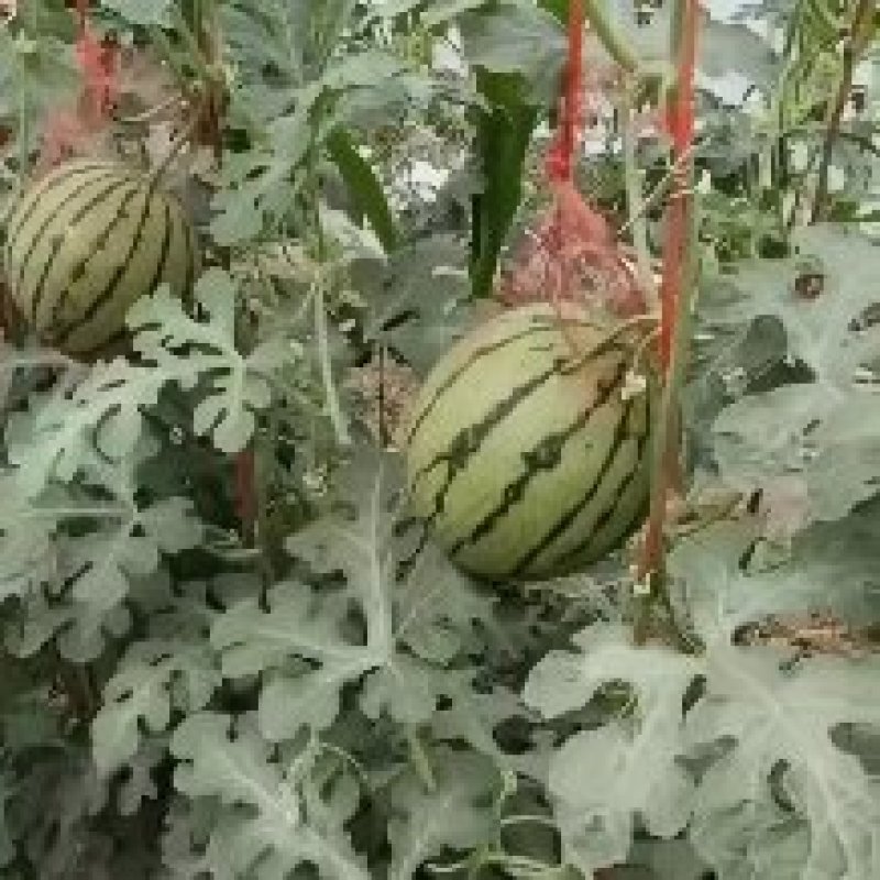 【荐】陕西蒲城吊兰西瓜/吊篮西瓜/2k吊瓜/薄皮西瓜商超