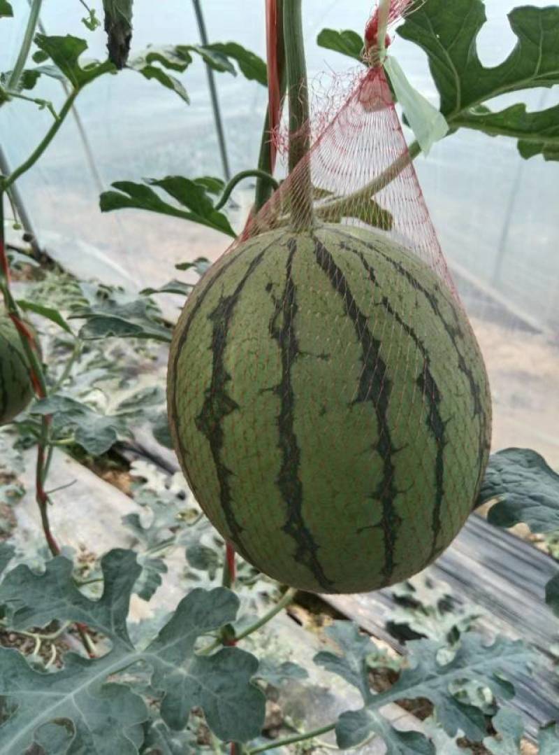 【荐】陕西蒲城吊兰西瓜/吊篮西瓜/2k吊瓜/薄皮西瓜商超