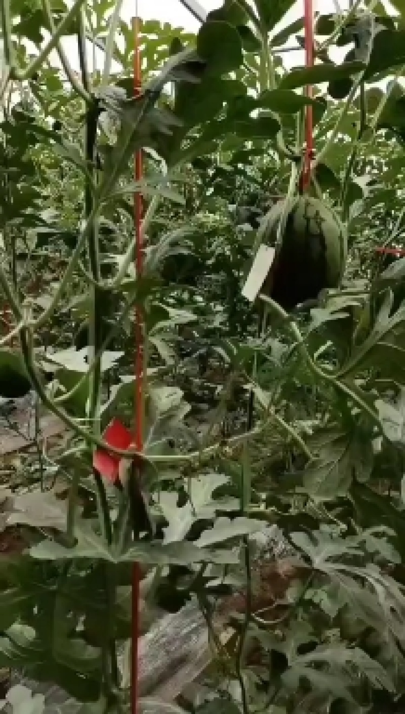 【荐】陕西蒲城吊兰西瓜/吊篮西瓜/2k吊瓜/薄皮西瓜商超