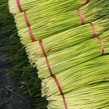 本地精品红帽蒜薹，无泡水，干苔，60-70cm，质量保证