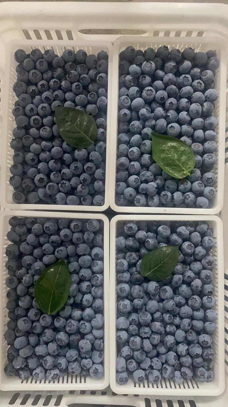 丹东蓝莓🫐大量上市当中，质量好，货源充足.