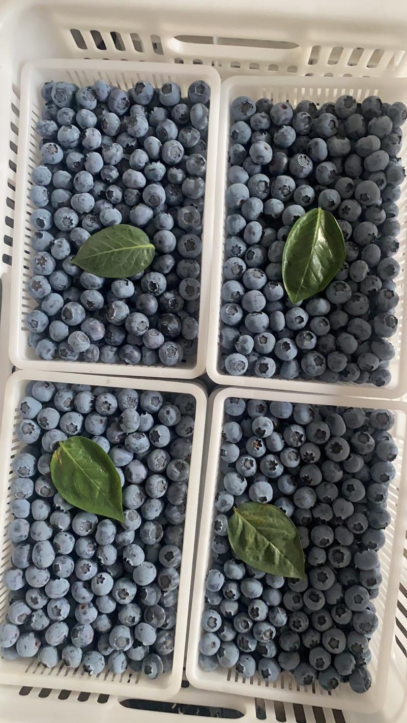 丹东蓝莓🫐大量上市当中，质量好，货源充足.