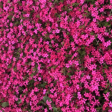 福禄考丛生福禄考,花海景观,一手货源芝樱花