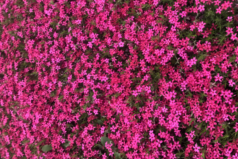 福禄考丛生福禄考，花海景观，一手货源芝樱花