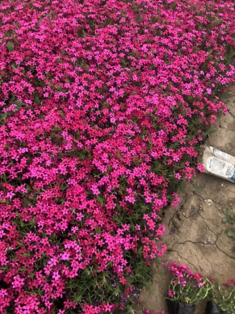 福禄考丛生福禄考，花海景观，一手货源芝樱花