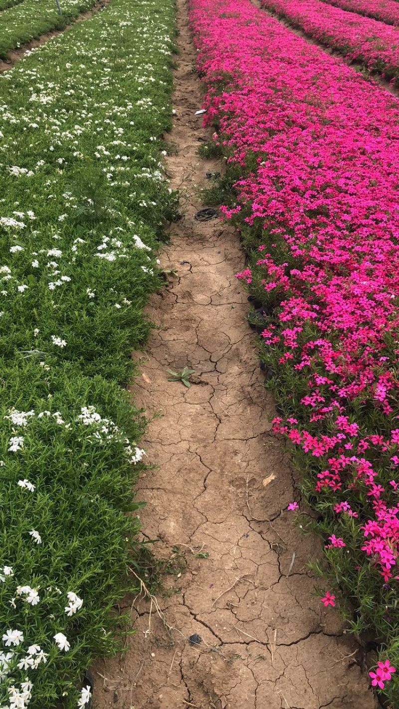 福禄考丛生福禄考，花海景观，一手货源芝樱花