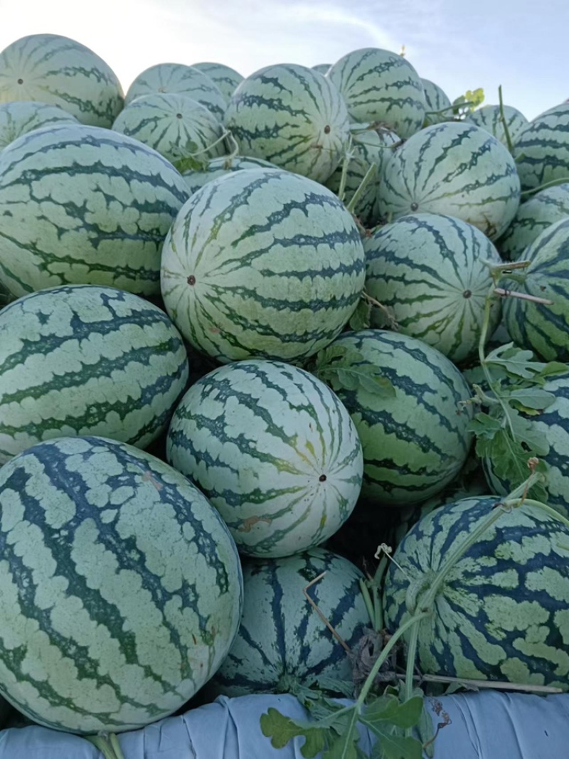 浙江台州8424大蓬西瓜，甜度高质量好6斤起步