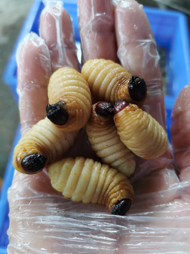 养殖新鲜竹笋虫冰鲜冰冻竹虫