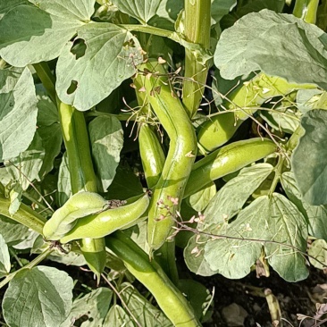 日本大豆本地非大棚种植