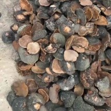 丁香桑黄