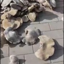 白灵芝