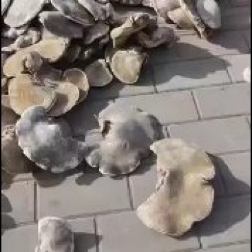 白灵芝