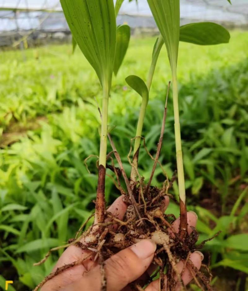 白芨种苗紫花三叉白芨种苗白芨白芨苗带芽块基地直发