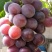 【巨峰嫁接葡萄苗】一年苗优质货源成活率高诚信经营