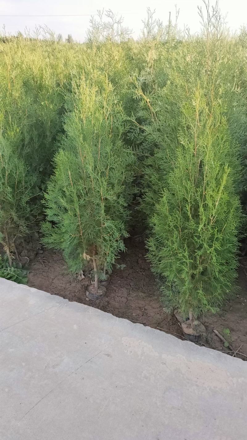 侧柏供应，侧柏苗批发，各种规格侧柏都有货