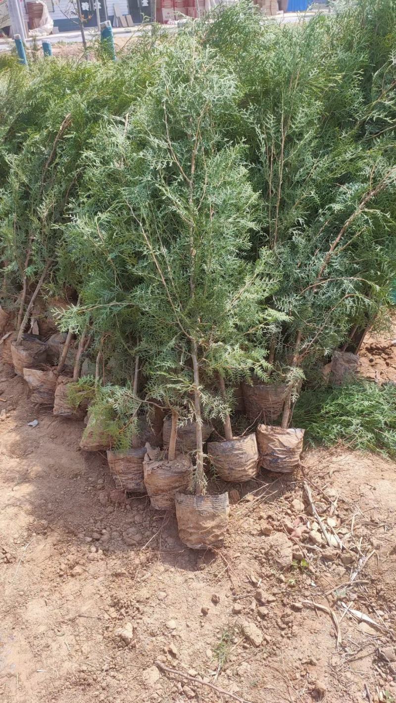 侧柏供应，侧柏苗批发，各种规格侧柏都有货