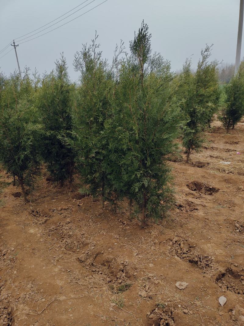 侧柏供应，侧柏苗批发，各种规格侧柏都有货