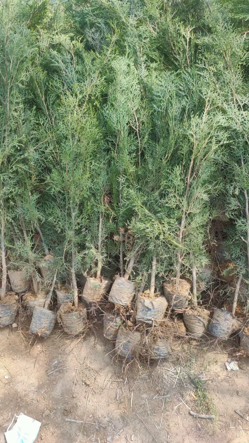 侧柏供应，侧柏苗批发，各种规格侧柏都有货