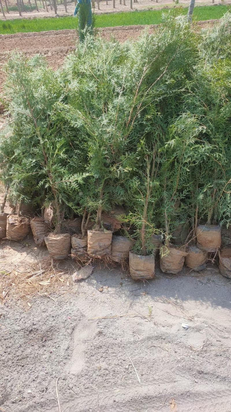 侧柏供应，侧柏苗批发，各种规格侧柏都有货