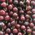 山东省青岛莱西的美早大樱桃上市了