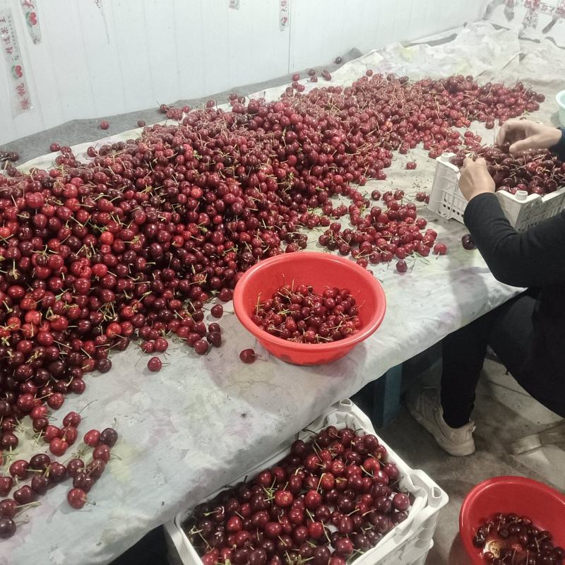 临朐大樱桃