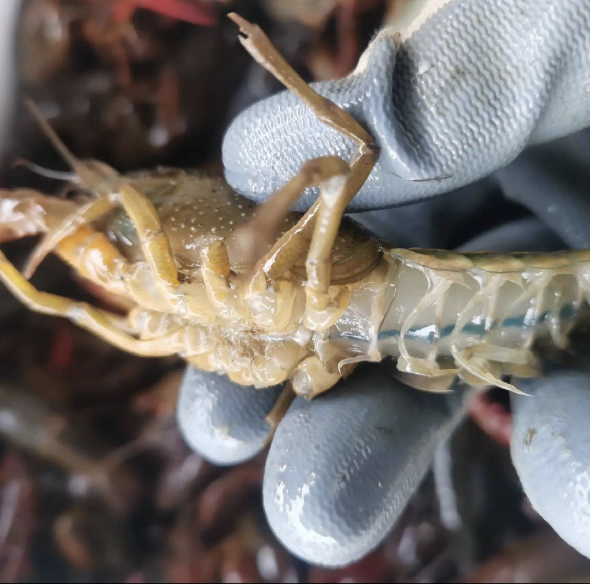 洞庭湖小龙虾市场交易现场