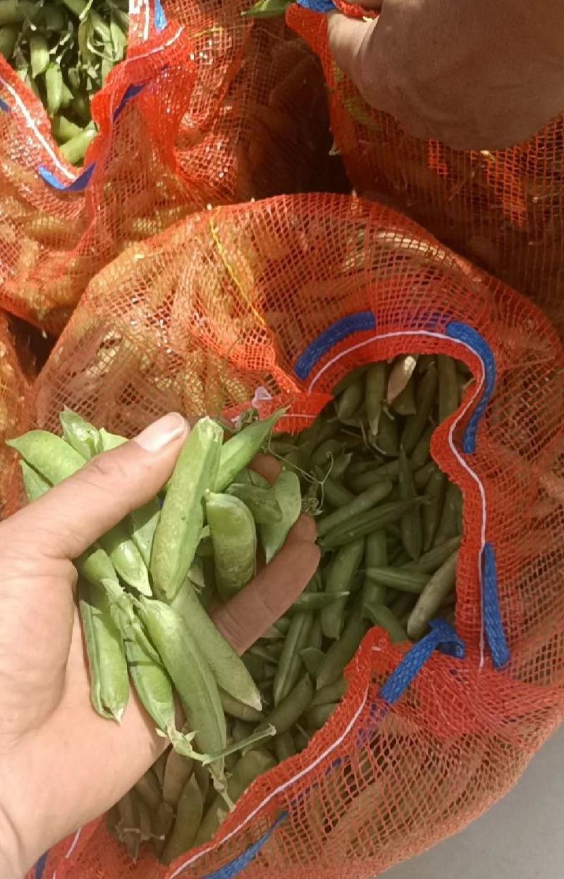 豌豆，豌豆荚，青豌豆，豆质饱满，产地直供。