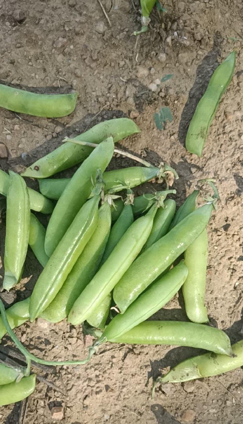 豌豆，豌豆荚，青豌豆，豆质饱满，产地直供。