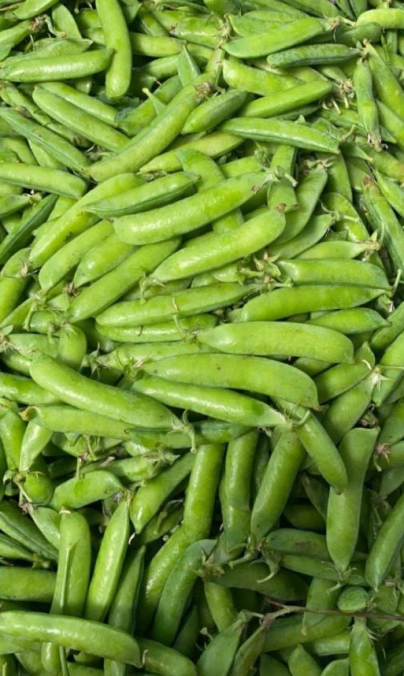 豌豆，豌豆荚，青豌豆，豆质饱满，产地直供。