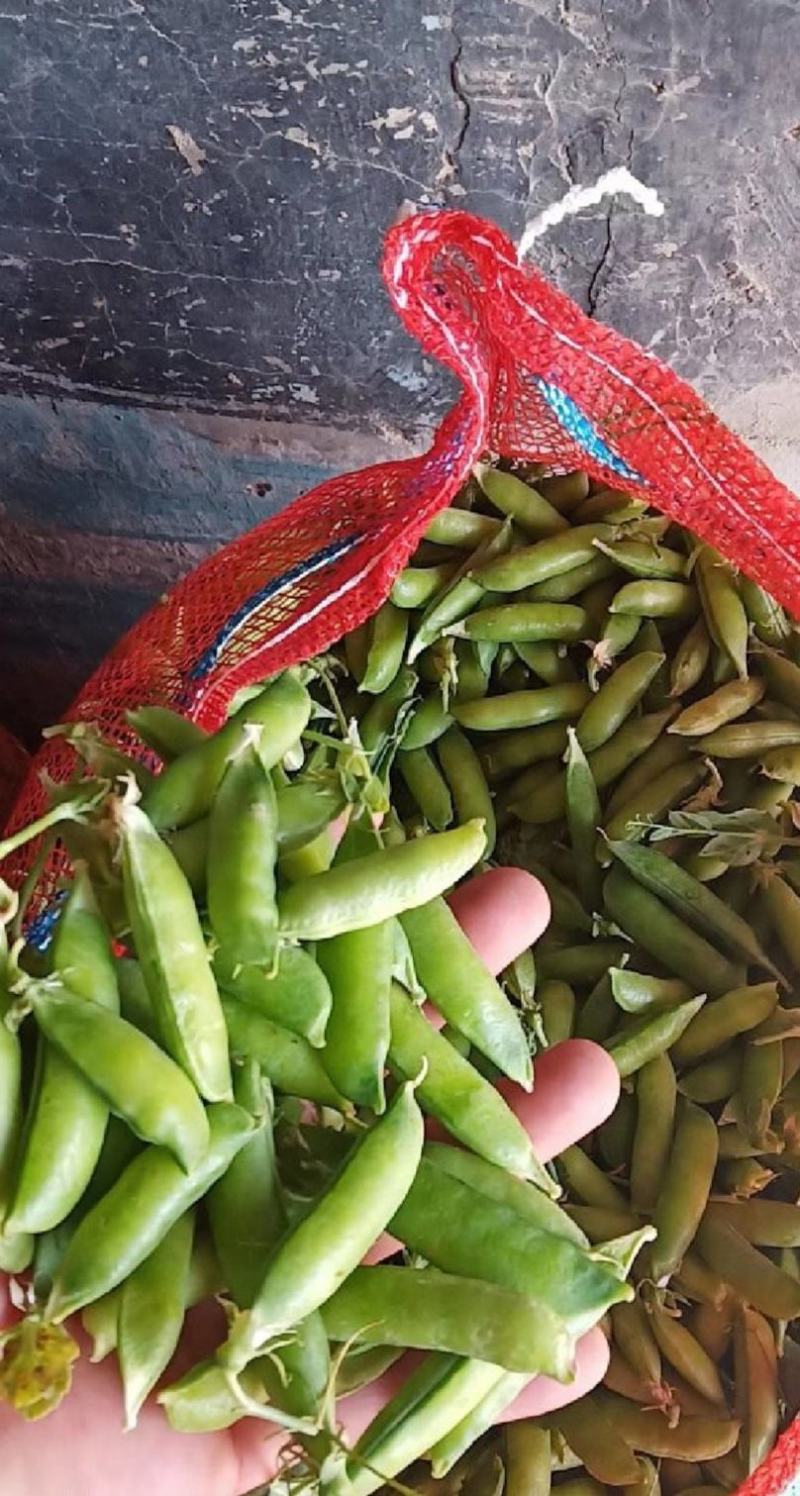 豌豆，豌豆荚，青豌豆，豆质饱满，产地直供。