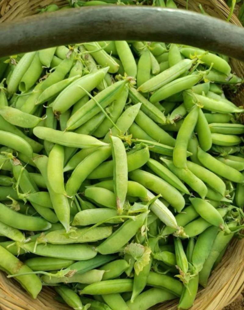 豌豆，豌豆荚，青豌豆，豆质饱满，产地直供。