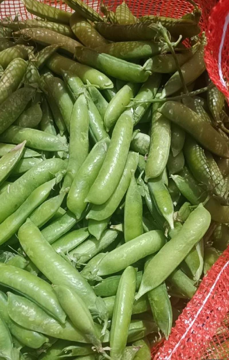 豌豆，豌豆荚，青豌豆，豆质饱满，产地直供。