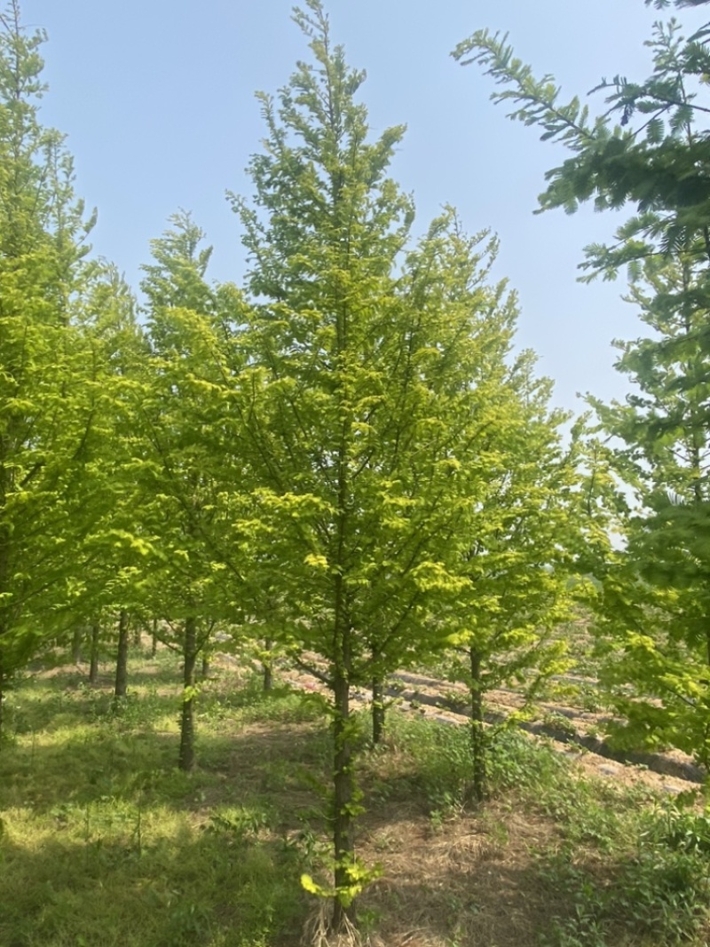 金叶水杉—清地处理，精品树形，苗圃选树当天装车