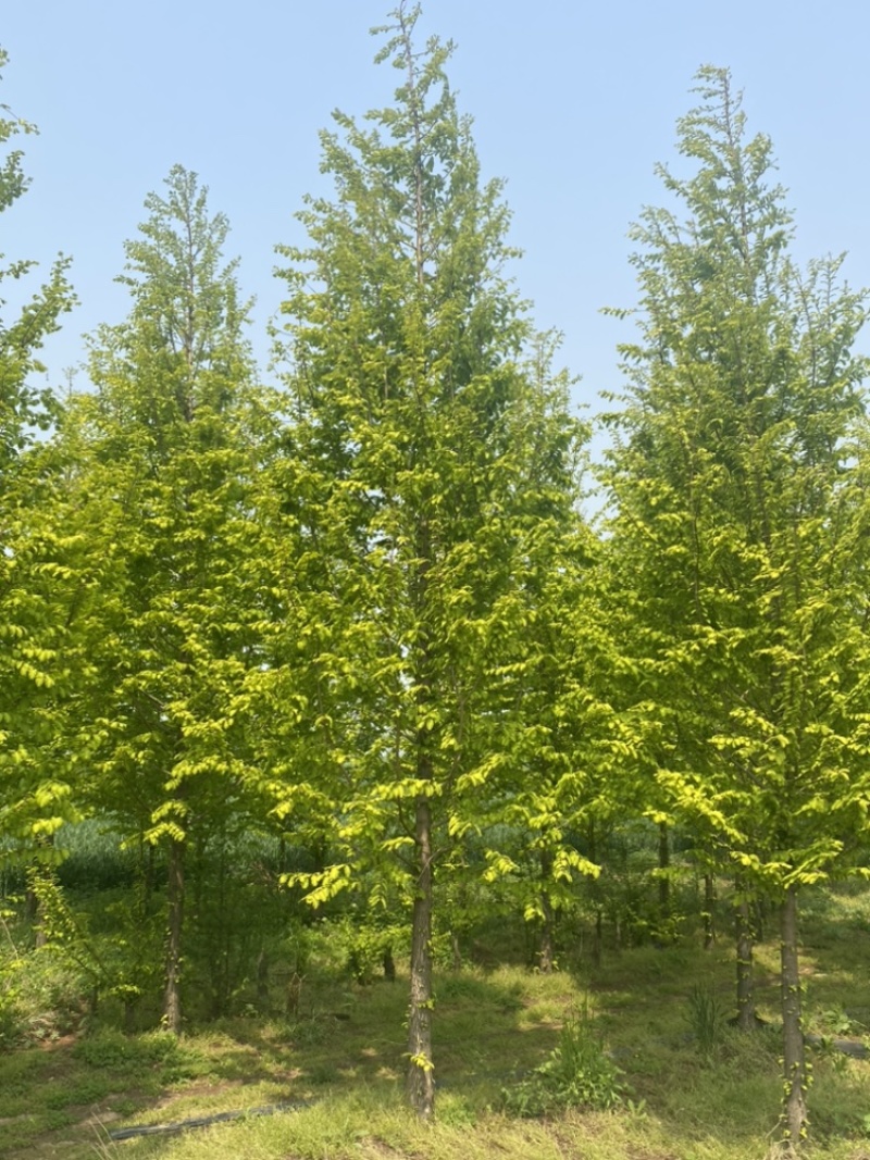 金叶水杉—清地处理，精品树形，苗圃选树当天装车