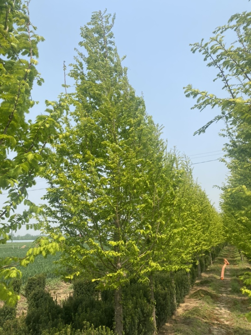 金叶水杉—清地处理，精品树形，苗圃选树当天装车