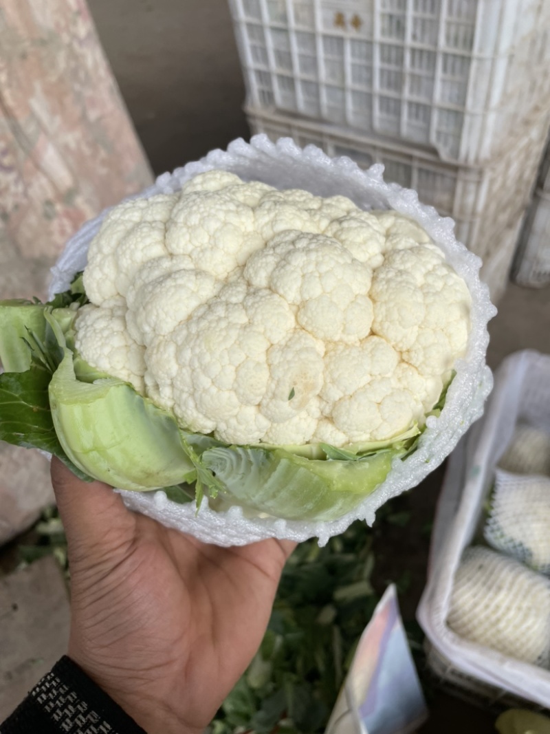 菜花花椰菜邯郸菜花产地花椰菜大量上市精品可发全国