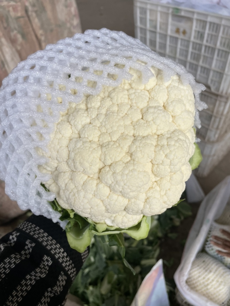 菜花花椰菜邯郸菜花产地花椰菜大量上市精品可发全国