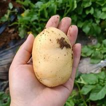 荷兰土豆，黄心土豆，宿州埇桥产区