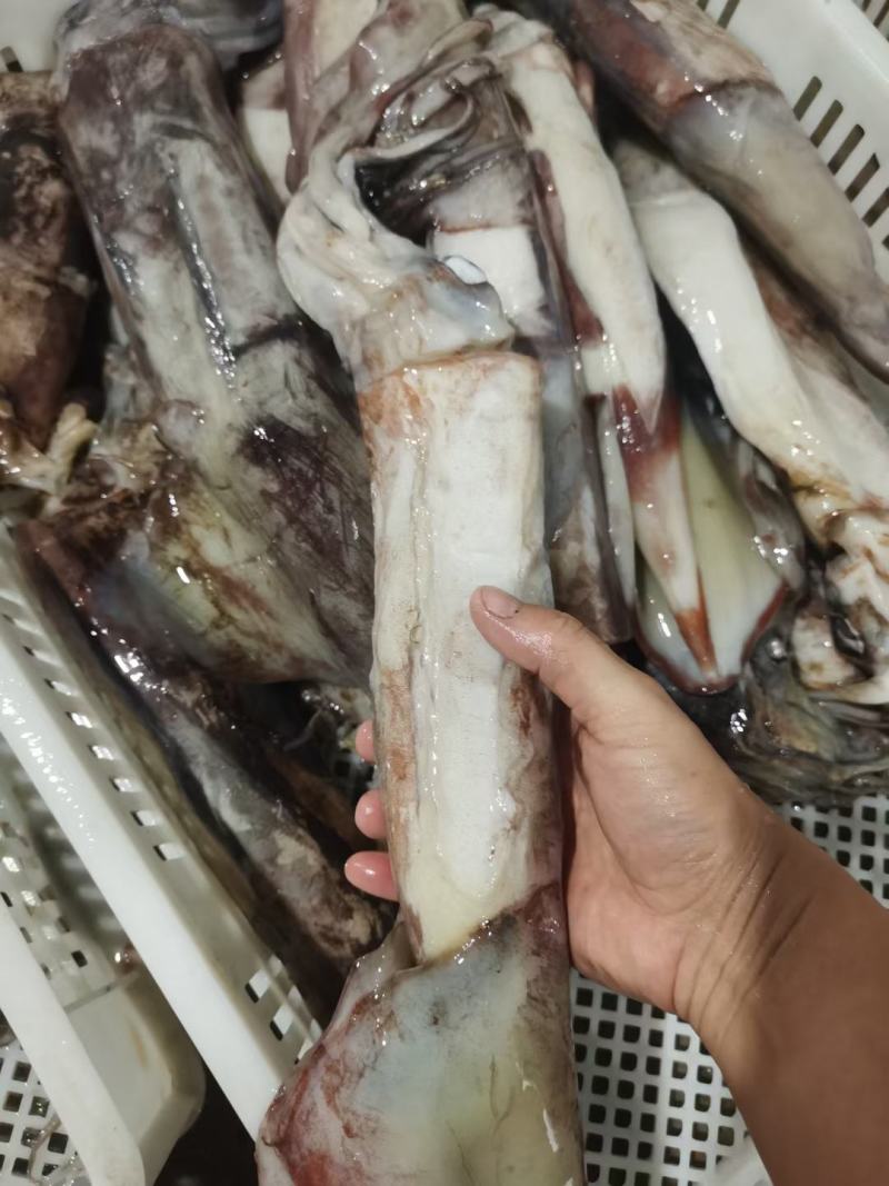 鱿鱼商用整盘鱿鱼，货源充足，产地直发，可视频看货