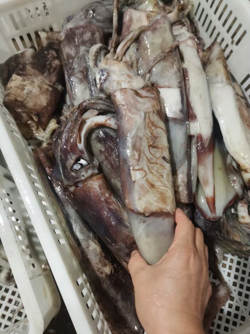 鱿鱼商用整盘鱿鱼，货源充足，产地直发，可视频看货