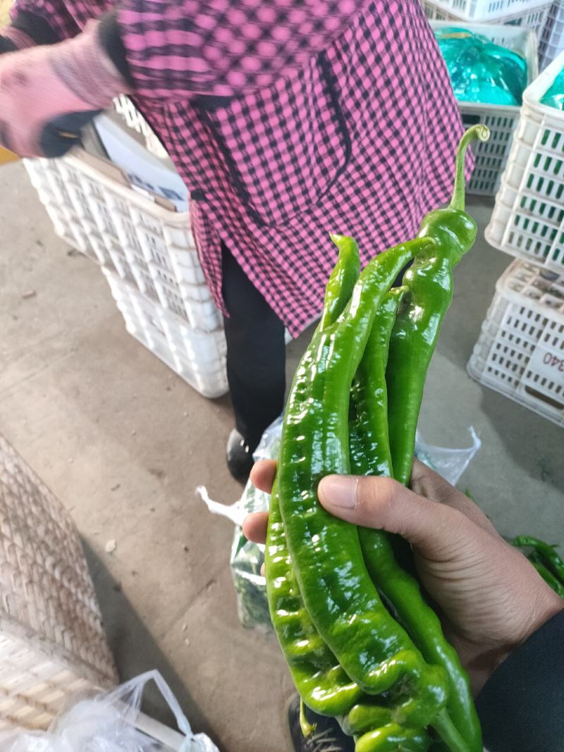 陇椒