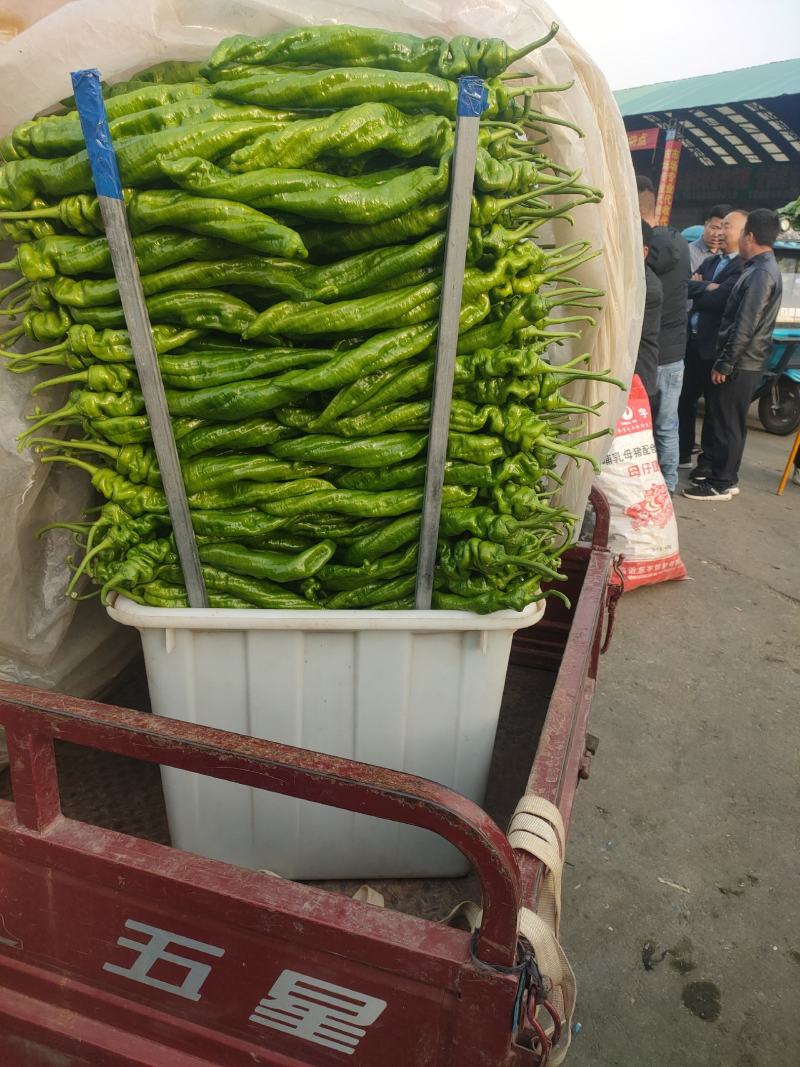 陇椒