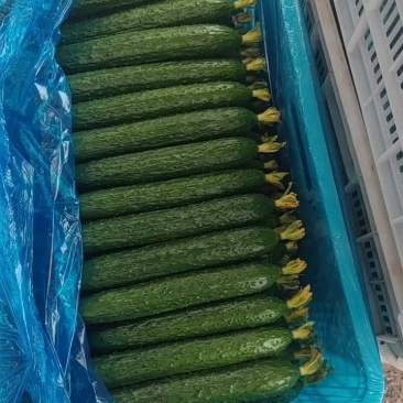 德瑞特【诚信代办】聊城莘县精品万亩密刺黄瓜大量上市中
