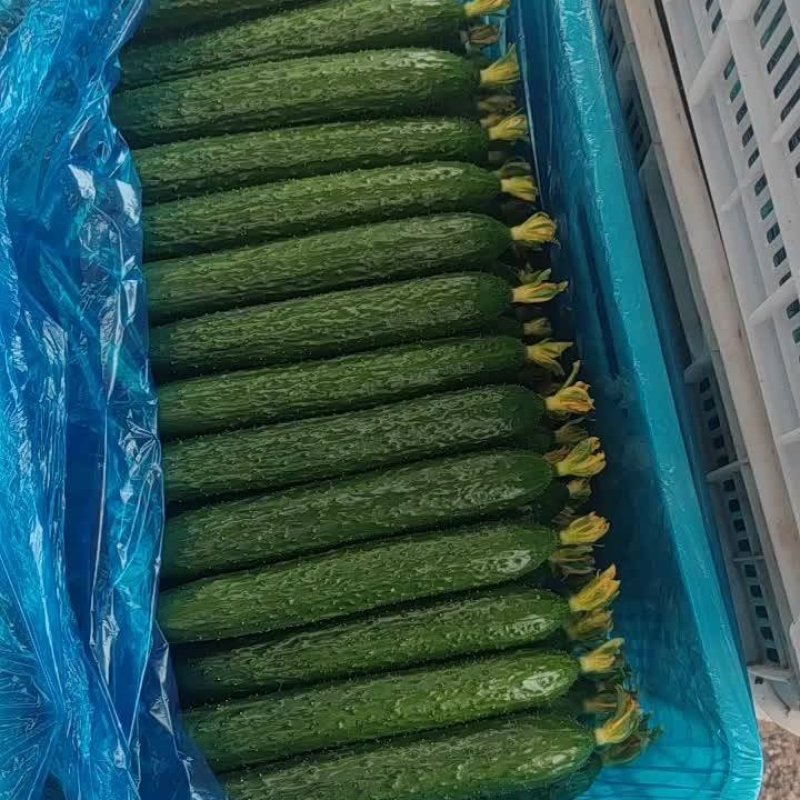 德瑞特【诚信代办】聊城莘县精品万亩密刺黄瓜大量上市中