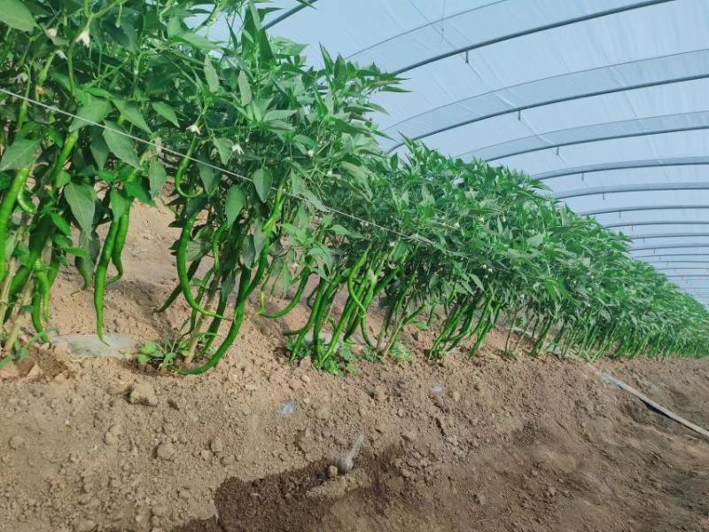 精品大棚线椒大量上市，支持全国代收，代发。