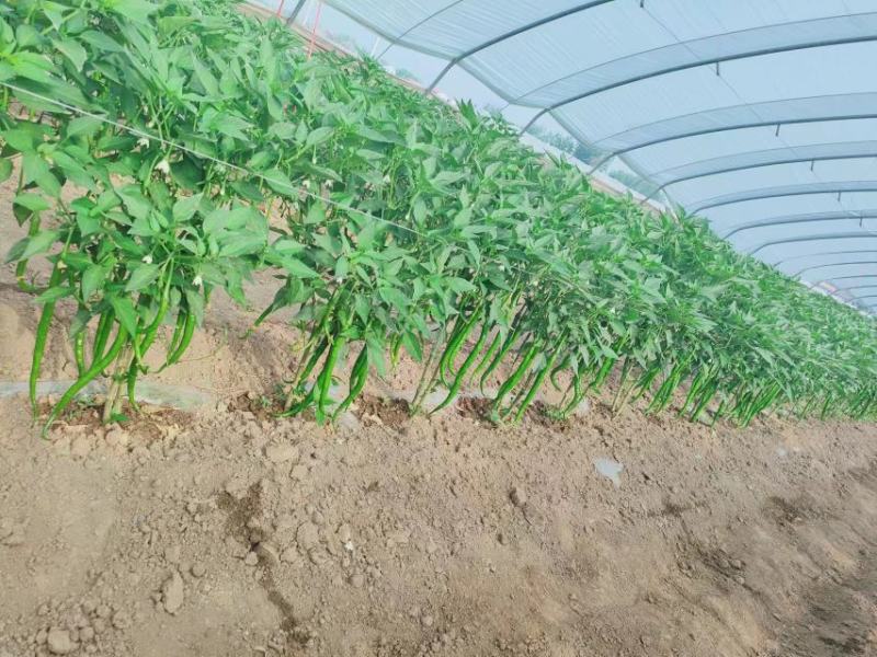 精品大棚线椒大量上市，支持全国代收，代发。